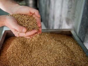 モルトのフレーバーを感じれるウイスキーは?おすすめのウイスキーを紹介! - Whisky Lab ウイスキー比較・検索サイト